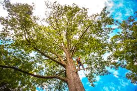 Best Stump Grinding and Removal  in Whitehall, WI