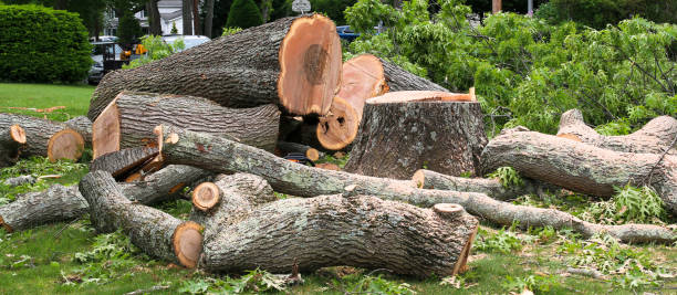 Whitehall, WI Tree Removal Services Company